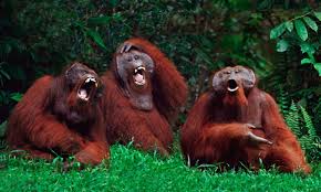 Laughing Orangutans
